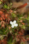 Juniper leaf <BR>Rustweed